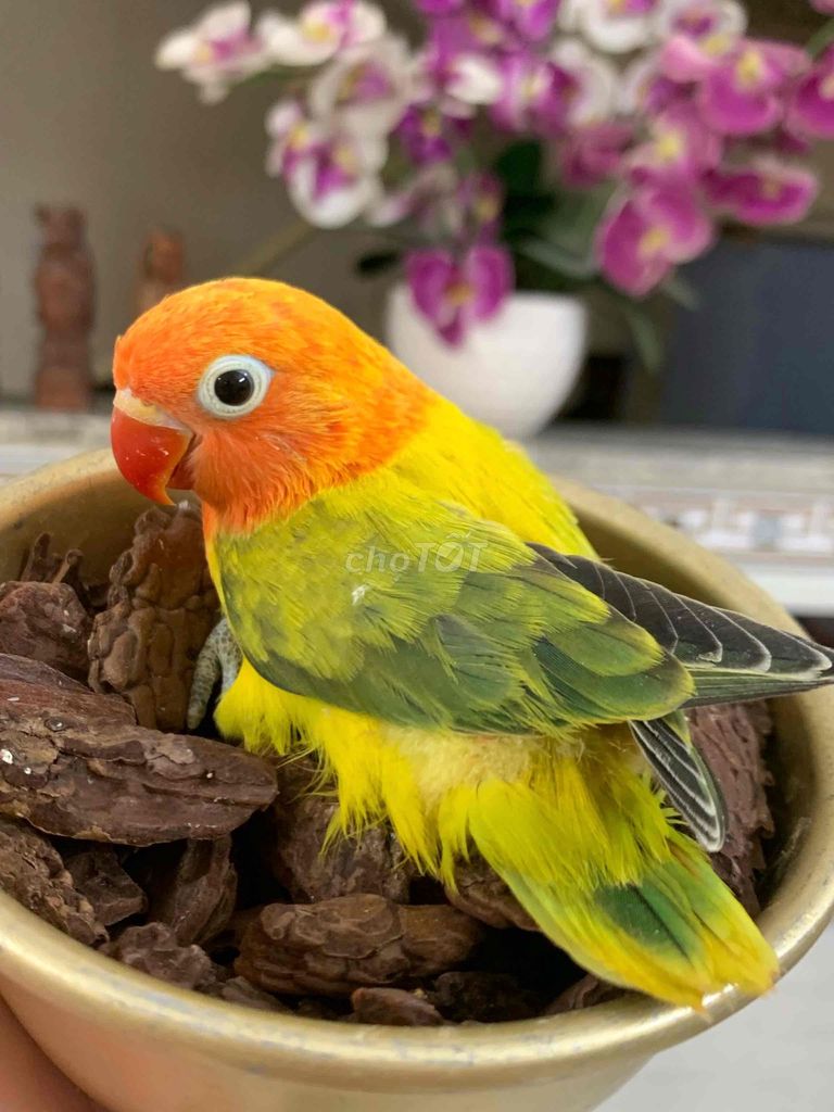 Vẹt Baby nhiều dòng. Mua bán Chim tại Quận Gò Vấp Tp Hồ Chí Minh được đăng bởi Huynh Anh hình 1