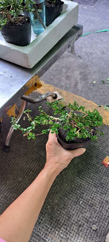 Cây cảnh Sam hương mini xanh lá dễ chăm sóc. Mua bán Cây cảnh, đồ trang trí tại Quận 10 Tp Hồ Chí Minh được đăng bởi Tên chưa cung cấp hình 1