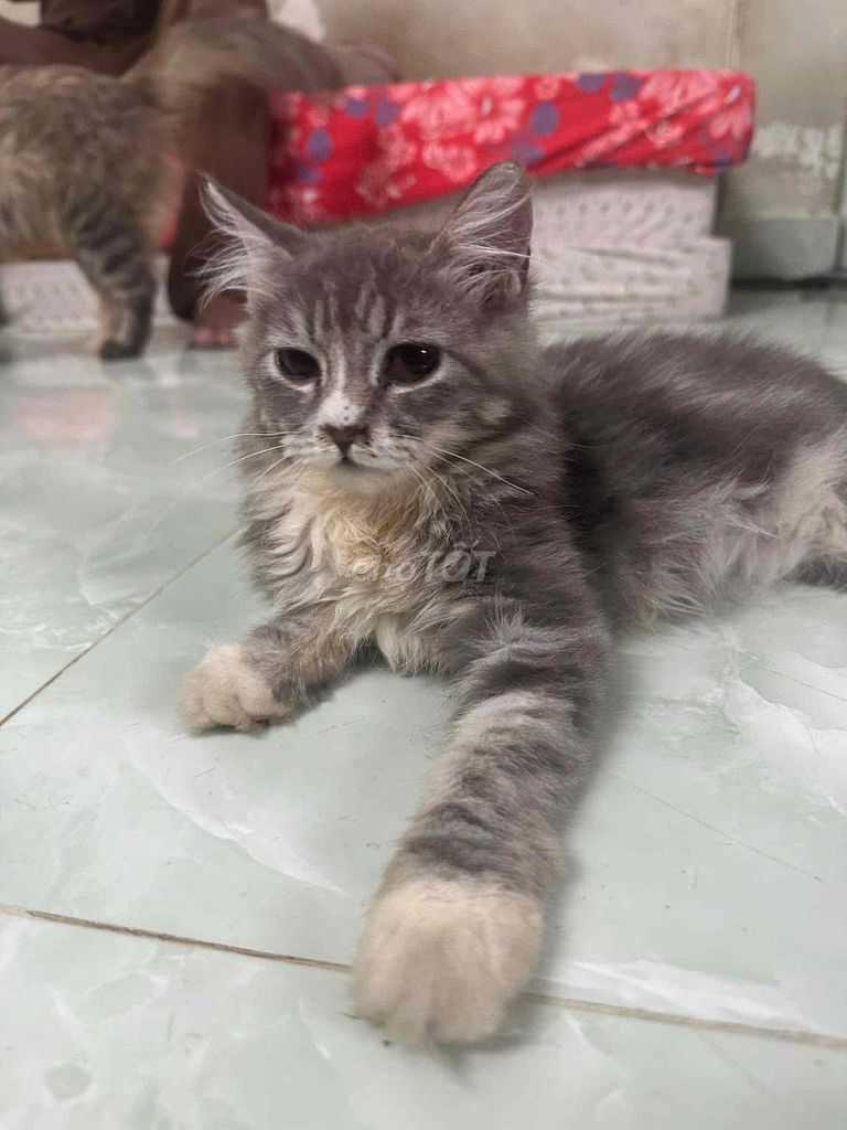 Mèo ALD Tabby nhà trồng form to