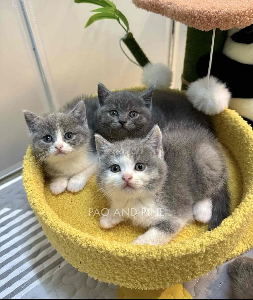 Mèo Anh Lông Ngắn Bicolor xám xanh. Mua bán Mèo tại Thành phố Bà Rịa Bà Rịa - Vũng Tàu được đăng bởi Chaien Pet Shop hình 1