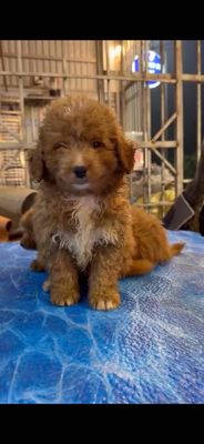 Chó Poodle đực đã tiêm phòng