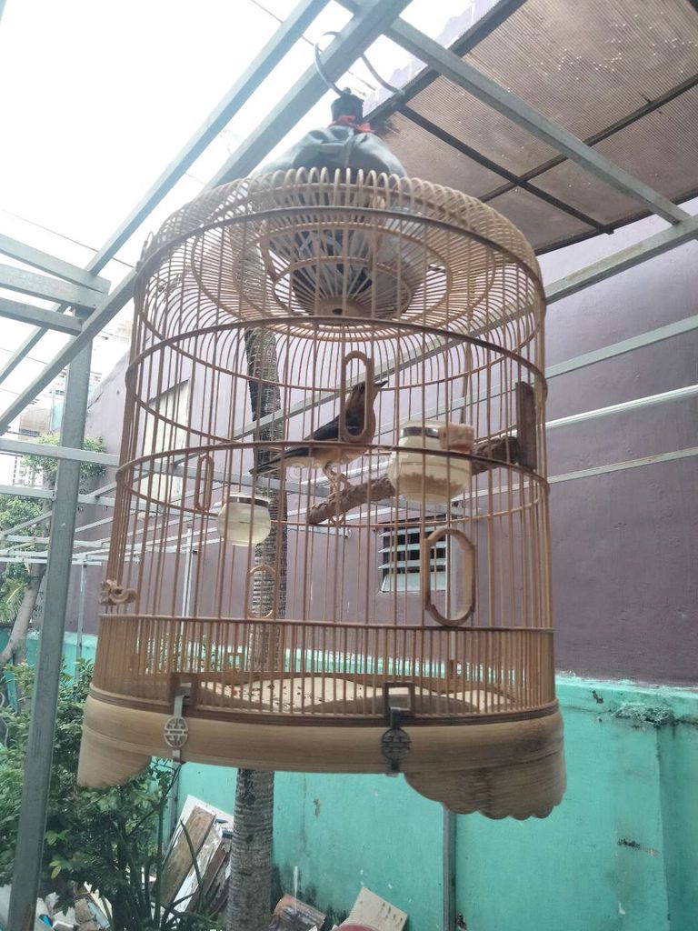 hoét lửa mới xong lông. Mua bán Chim tại Quận Tân Phú Tp Hồ Chí Minh được đăng bởi bi hình 1