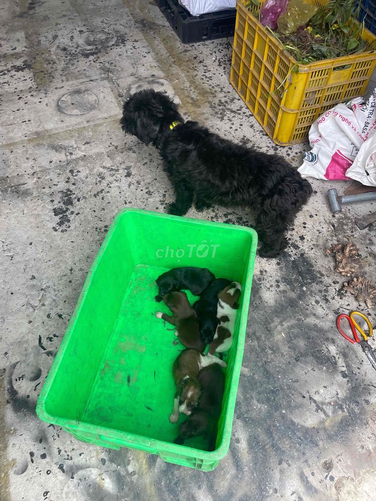 Cho tặng chó mẹ và 6 con đã mở mắt. Mua bán Chó tại Huyện Đức Hòa Long An được đăng bởi Tường hình 1