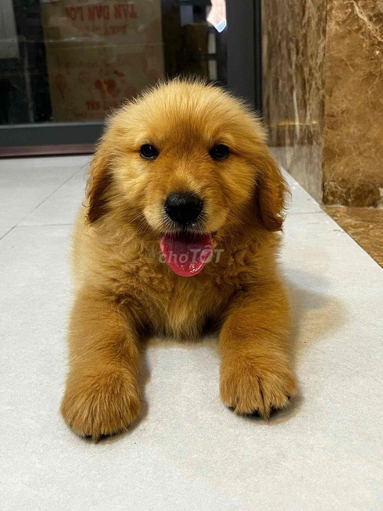 Chó Golden Retriever Vàng 2 tháng Đực Cái. Mua bán Chó tại Thành phố Thủ Đức Tp Hồ Chí Minh được đăng bởi Loan hình 1