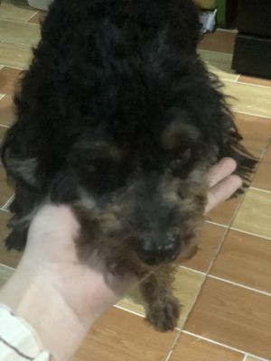 Cần bán chó poodle phantom bé dễ nuôi thân thiện ạ. Mua bán Chó tại Huyện Bình Chánh Tp Hồ Chí Minh được đăng bởi Tên chưa cung cấp