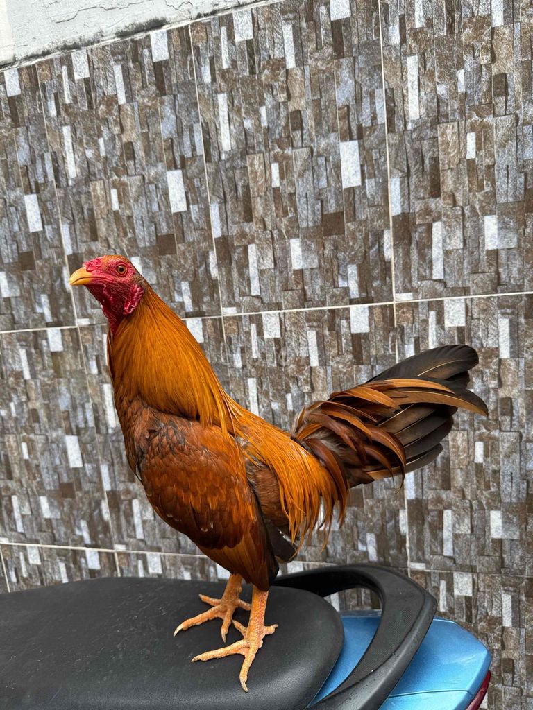 simon asil. Mua bán Gà tại Quận 8 Tp Hồ Chí Minh được đăng bởi Tấn Sang hình 1