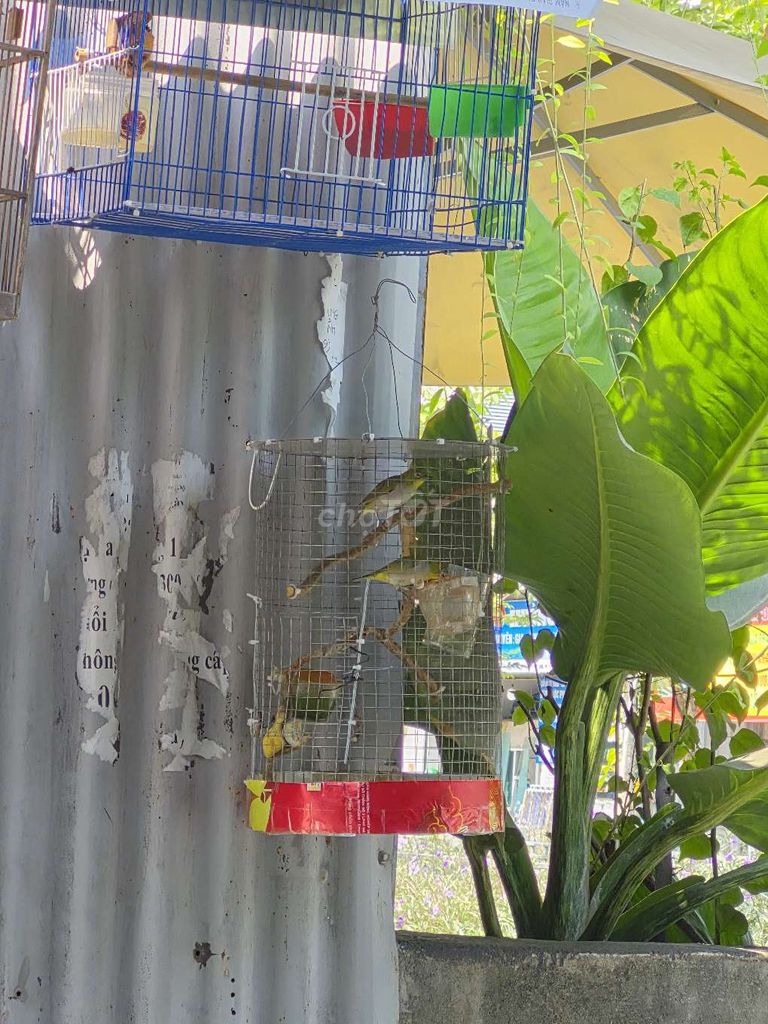 Chim cảnh khỏe mạnh hót hay. Mua bán Chim tại Quận 12 Tp Hồ Chí Minh được đăng bởi Vũ Đặng hình 1