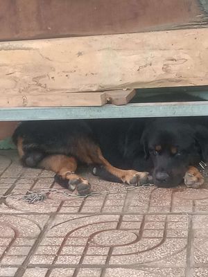 Bán chó rottweiler