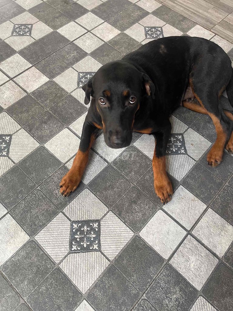 Chó. Mua bán Chó tại Thành phố Dĩ An Bình Dương được đăng bởi Lê Hồng Phúc hình 3