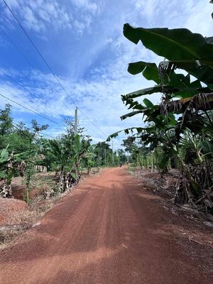 1 mẫu 9 Xuân Thọ Xuân Lộc Đồng Nai.giá 390 triệu một sào. Mua bán đất tại Huyện Xuân Lộc Đồng Nai được đăng bởi Đào Viễn Đông