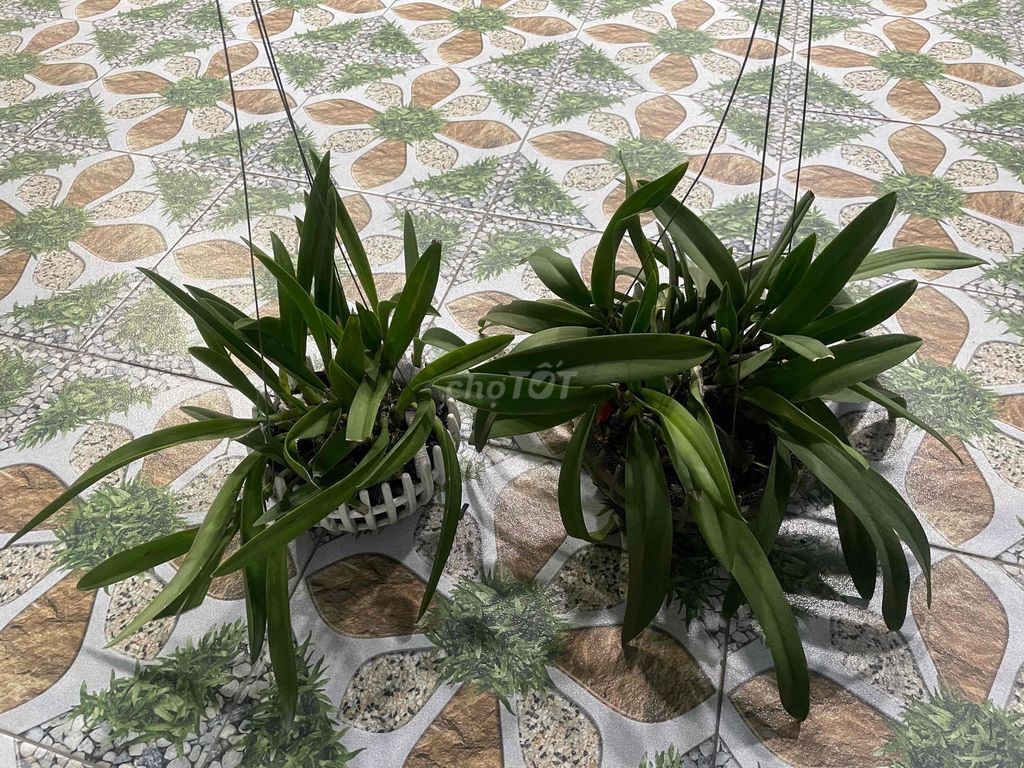 Combo Lan Cattleya x Brassavola. Mua bán Cây cảnh, đồ trang trí tại Huyện Hóc Môn Tp Hồ Chí Minh được đăng bởi Tiến Tăng hình 1