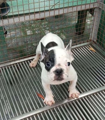 Trại Chó Hoàng Dũng: Bull 🔎🏡🏡🏡