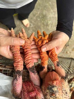 gà Đông Tảo chuẩn f0 Chân to đùng 150k/con. Mua bán Gà tại Quận Cái Răng Cần Thơ được đăng bởi Phạm Phú Tỷ
