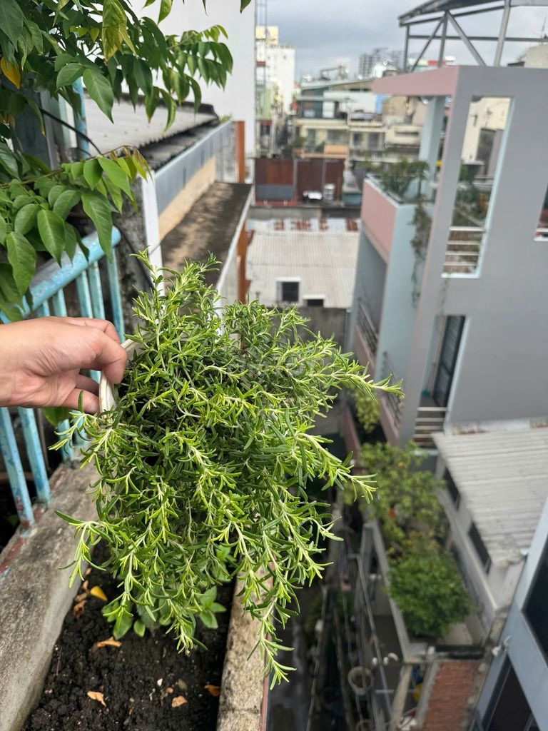 Cây hương thảo rũ Đức. Mua bán Cây cảnh, đồ trang trí tại Quận 3 Tp Hồ Chí Minh được đăng bởi Trần Nhật Minh hình 1