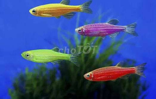 Cá Sọc Ngựa Đủ Màu Sắc 40k/10 em. Mua bán Thú cưng khác tại Quận Bình Thạnh Tp Hồ Chí Minh được đăng bởi Ngọc Duyên Aquarium hình 1