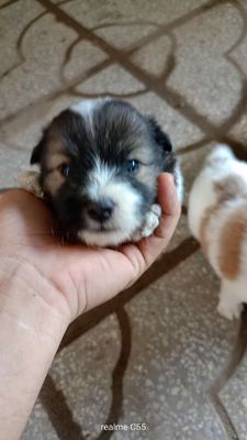 Tìm nhà mới cho các bé