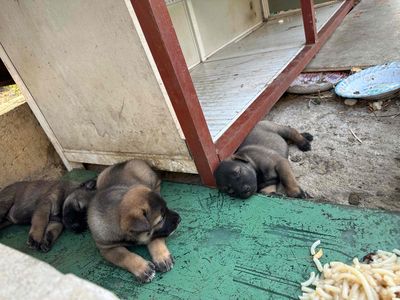 Chó Phú Quốc lai cỏ 40 ngày tuổi
