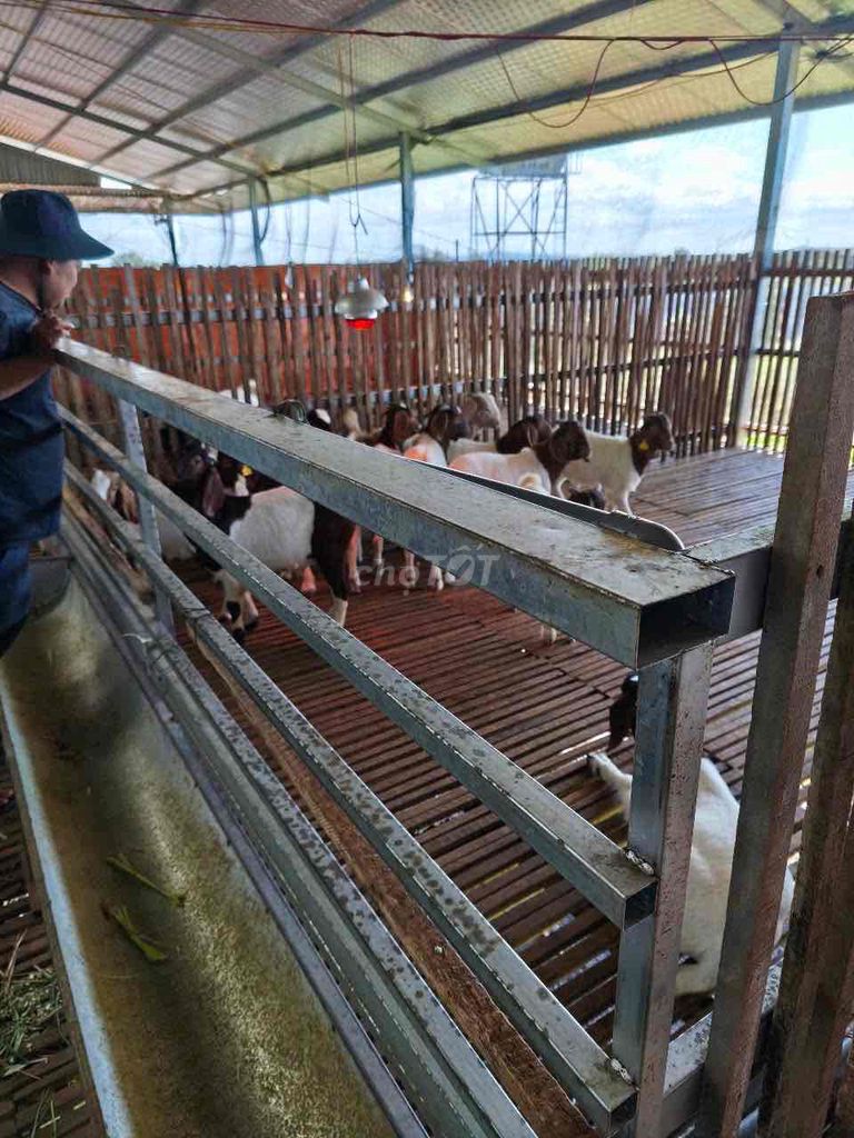 SANG NHƯỢNG TRANG TRẠI NÔNG NGHIỆP & CHĂN NUÔI XANH 2,8HECTA. Mua bán đất tại Huyện Cư M'gar Đắk Lắk được đăng bởi Tran Quoc hình 4
