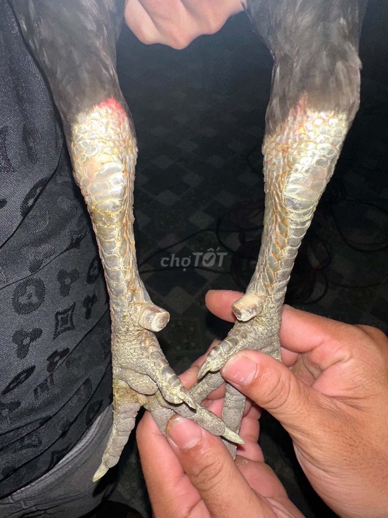 Gà chọi Đỏ đen 3.3kg. Mua bán Gà tại Huyện Châu Thành Đồng Tháp được đăng bởi THÀNH  NGUYỄN hình 1