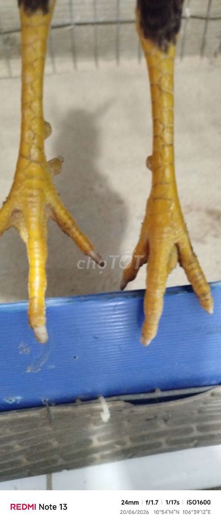 Asll mỹ 1k hơn 4t5 trang 1k4+5 . Mua bán Gà tại Huyện Hóc Môn Tp Hồ Chí Minh được đăng bởi hai gà lông gà tre  hình 1