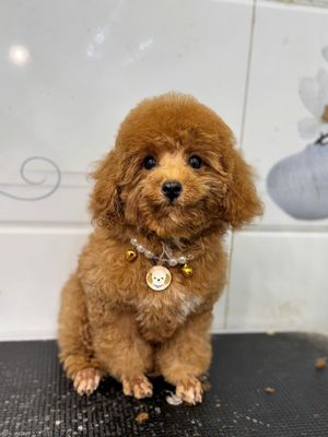 POODLE NHÀ ĐẺ - cÓ SẴN Châu Đốc. Mua bán Chó tại Thành phố Châu Đốc An Giang được đăng bởi Lộc