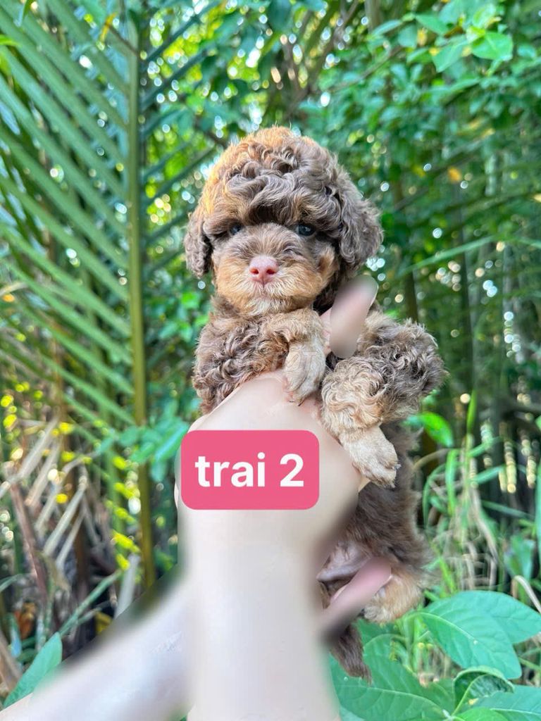 Chó Poodle nâu đực cái 4 tháng đã tiêm. Mua bán Chó tại Quận Bình Thuỷ Cần Thơ được đăng bởi Tên chưa cung cấp hình 1
