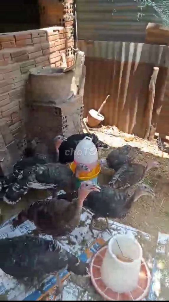 Bán đàn 8con gà tây giò giò nặng ký mấy 2ký con. Mua bán Gà tại Huyện Củ Chi Tp Hồ Chí Minh được đăng bởi Nguyễn Huy hình 1