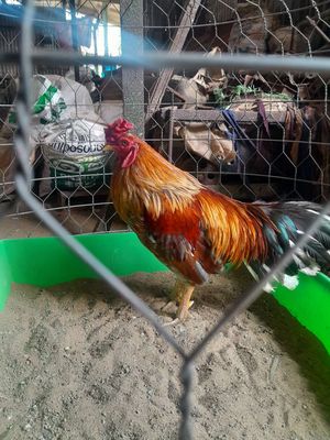 gà Thai long 2k7 ga zin. Mua bán Gà tại Huyện Bình Chánh Tp Hồ Chí Minh được đăng bởi Danh gà đá 