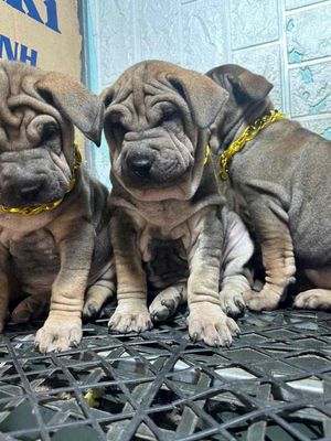 Ba chó Sharpei nâu cần tìm chủ. Mua bán Chó tại Thành phố Tây Ninh Tây Ninh được đăng bởi bm
