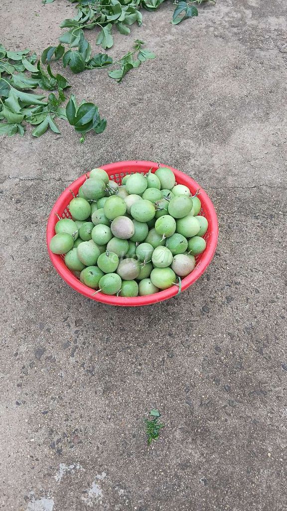 Chanh dây nhà trồng chua thanh mát sạch. Mua bán Đồ ăn, thực phẩm và các loại khác tại Huyện Lâm Hà Lâm Đồng được đăng bởi Chauhoa Nguy hình 1