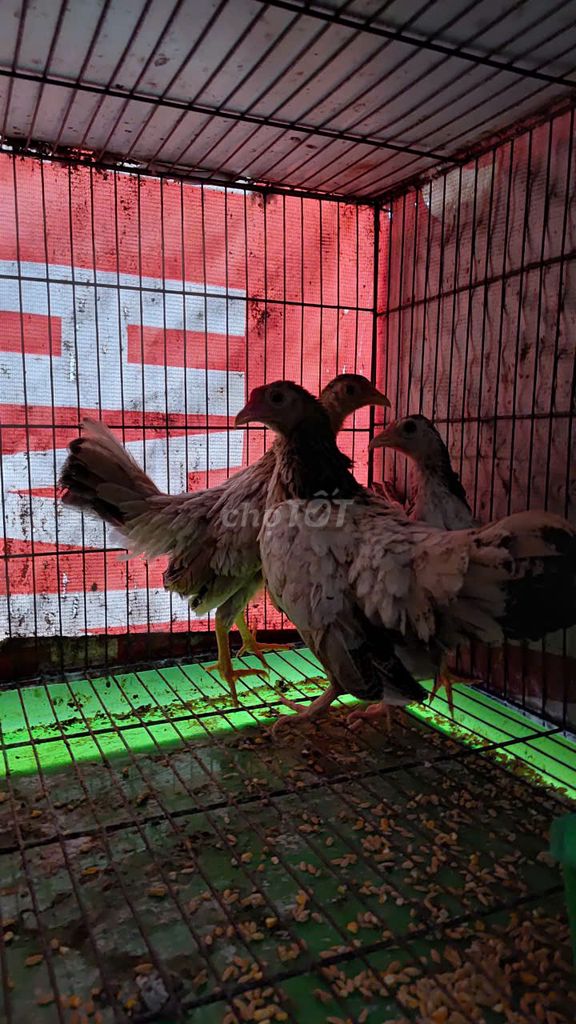 Gà mái tre 5 tháng Cái. Mua bán Gà tại Quận Bình Thạnh Tp Hồ Chí Minh được đăng bởi Thành hình 1