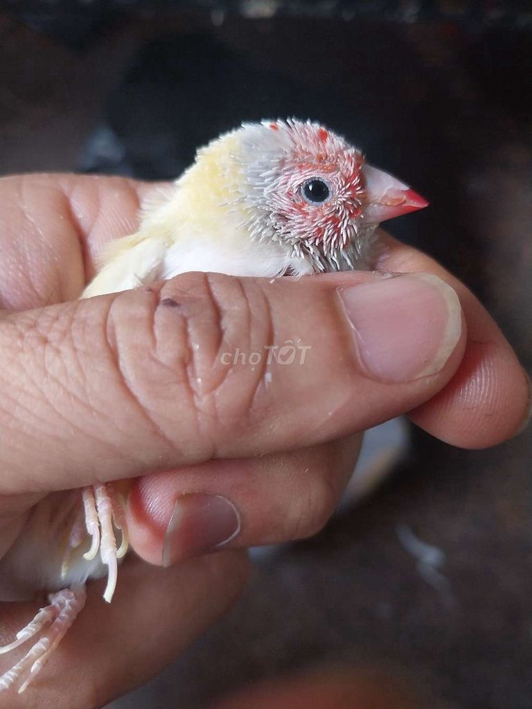 Chim trống 7 màu tơ lên. Mua bán Chim tại Quận Phú Nhuận Tp Hồ Chí Minh được đăng bởi Gà tre  hình 1