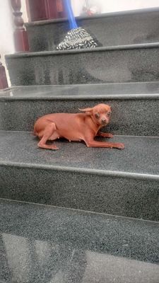 Chó Phốc hươu nhỏ. Mua bán Chó tại Quận Tân Bình Tp Hồ Chí Minh được đăng bởi A Tư