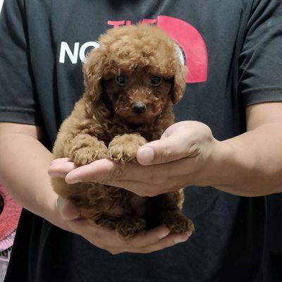 Bán poodle thuần chủng