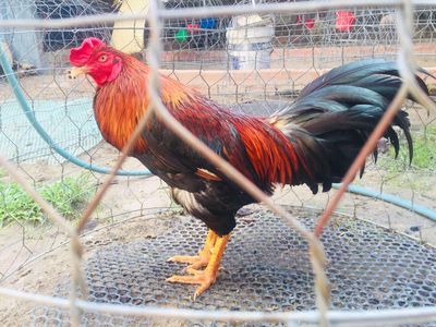 Thái Mỹ 3k5. Mua bán Gà tại Quận Bình Tân Tp Hồ Chí Minh được đăng bởi bôn gà thái mỹ 