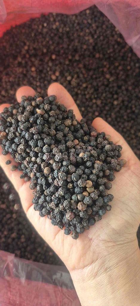 Tiêu Đen Daklak. Mua bán Đồ ăn, thực phẩm và các loại khác tại Huyện Vĩnh Cửu Đồng Nai được đăng bởi Tuyến hình 1