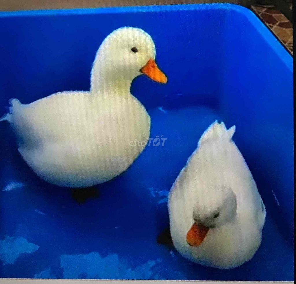 Chào mào. Mua bán Chim tại Thành phố Bến Tre Bến Tre được đăng bởi Thành Long hình 1