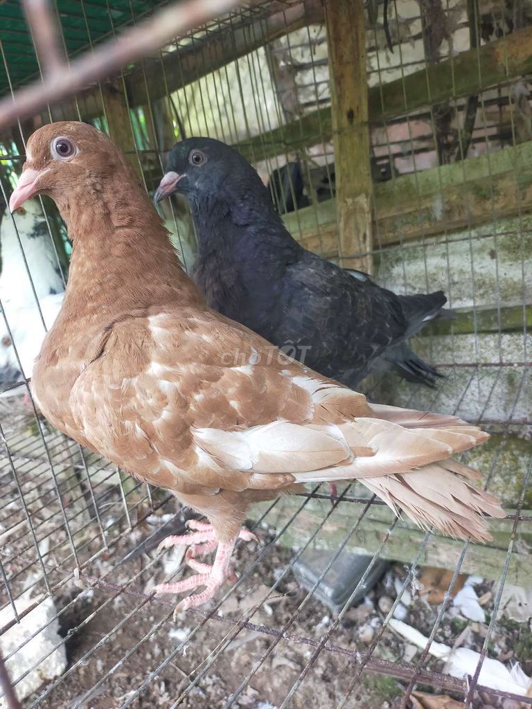 Cặp bồ câu gà, con từ 500g trở. Mua bán Chim tại Huyện Mỏ Cày Bắc Bến Tre được đăng bởi Tuấn Bến Tre hình 1