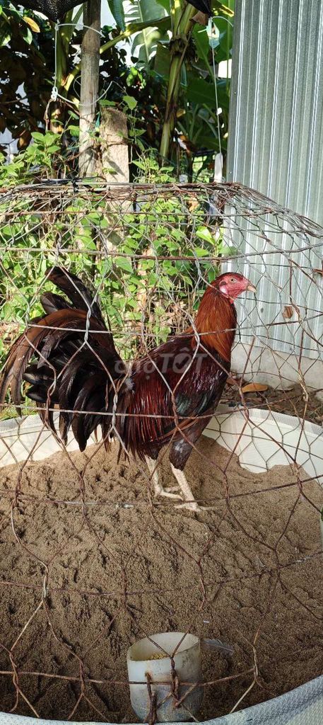 Gà tơ trống Nâu đỏ 4 kí 5 tháng. Mua bán Gà tại Huyện Cầu Kè Trà Vinh được đăng bởi TRUNG KIÊN hình 1