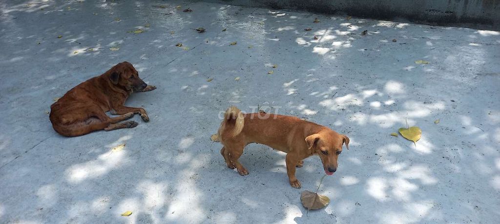 Chó màu vàng. Mua bán Chó tại Quận 1 Tp Hồ Chí Minh được đăng bởi Tran Dinh Khai hình 1