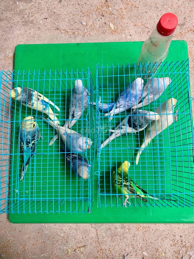 Chim Yến Phụng Hà Lan. Mua bán Chim tại Quận Tân Bình Tp Hồ Chí Minh được đăng bởi Tuyết Tuyết hình 1