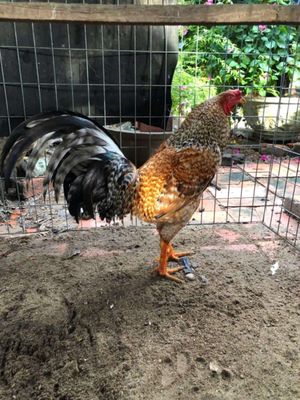 Bướm 3kg2 cứu 3kg1 cặp 3t ae nào hợp nhãn alo e. Mua bán Gà tại Quận Thốt Nốt Cần Thơ được đăng bởi Kiệt