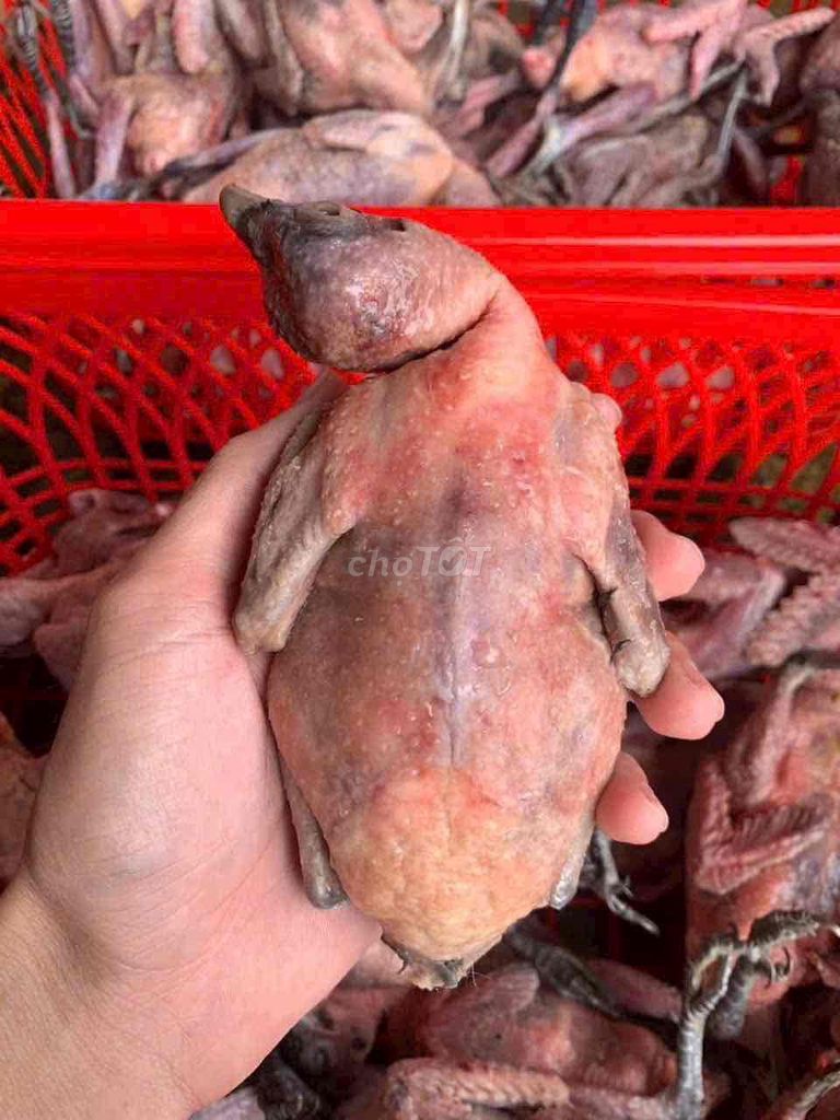 Tu hú (200k/1 con). Mua bán Đồ ăn, thực phẩm và các loại khác tại Thành phố Thuận An Bình Dương được đăng bởi Minh hình 1