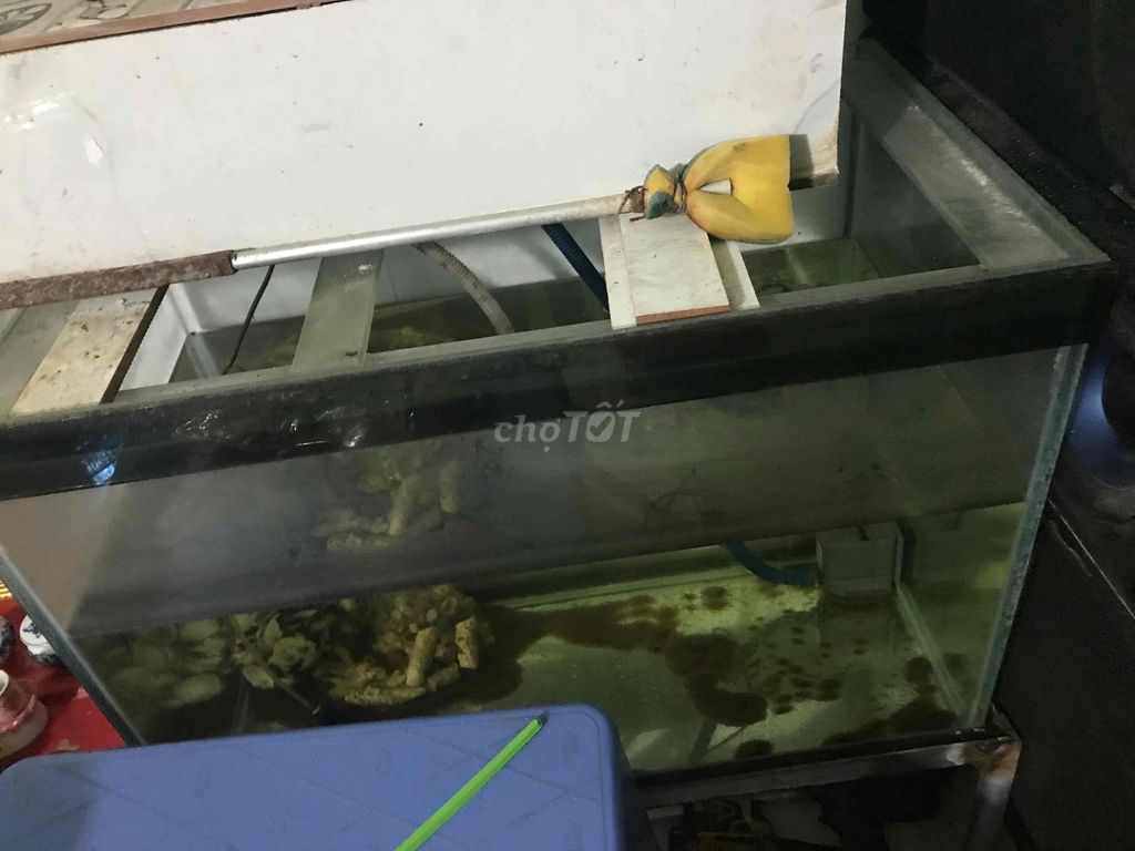 Bể cá Kính Trong suốt. Mua bán Phụ kiện, Thức ăn, Dịch vụ tại Thị xã Tân Uyên Bình Dương được đăng bởi binh duong hình 1