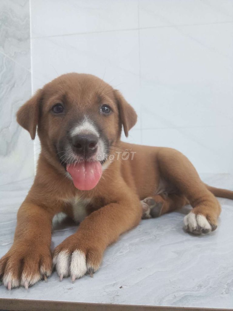 Chó Labrador đực tay Chân to ú màu socola rất đẹp . Mua bán Chó tại Quận 6 Tp Hồ Chí Minh được đăng bởi Tăng Chí Lương  hình 1