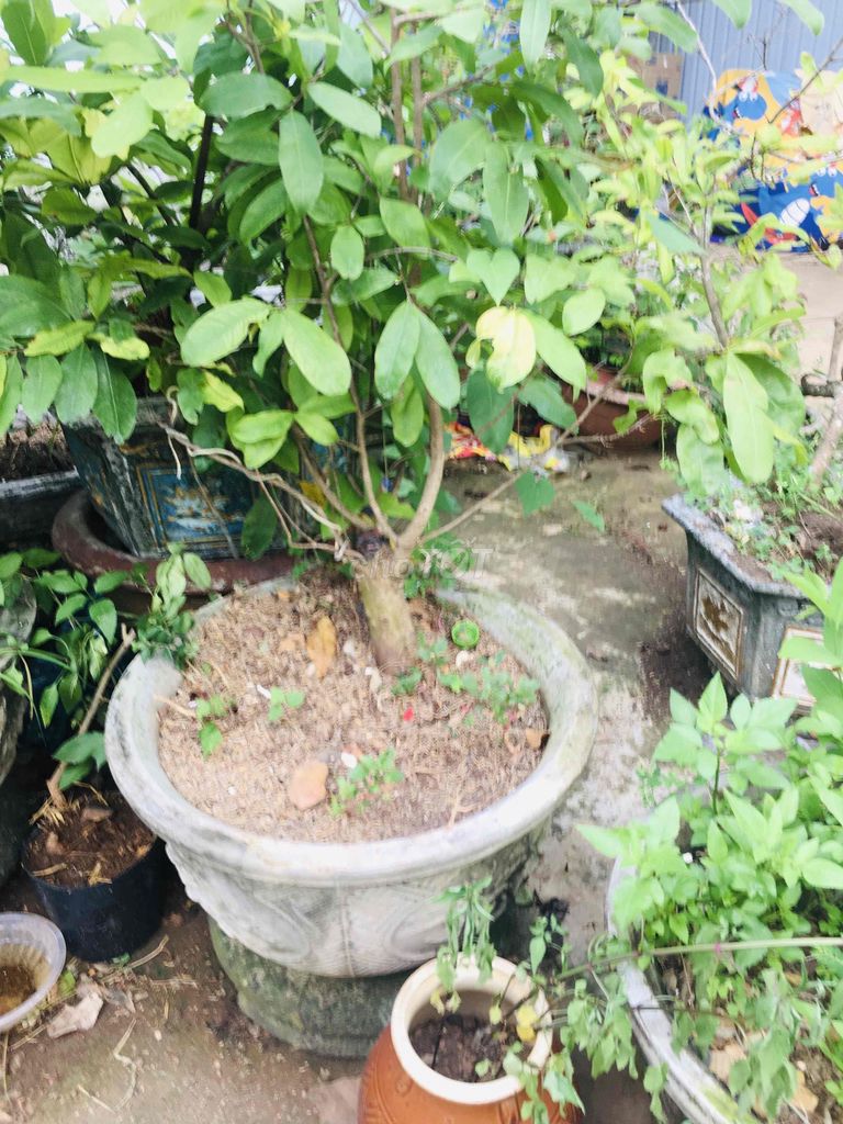 Cây cảnh Mai 2 chậu. Mua bán Cây cảnh, đồ trang trí tại Thành phố Buôn Ma Thuột Đắk Lắk được đăng bởi chuyên gà tre gia cong và cây cảnh bonsai hình 1