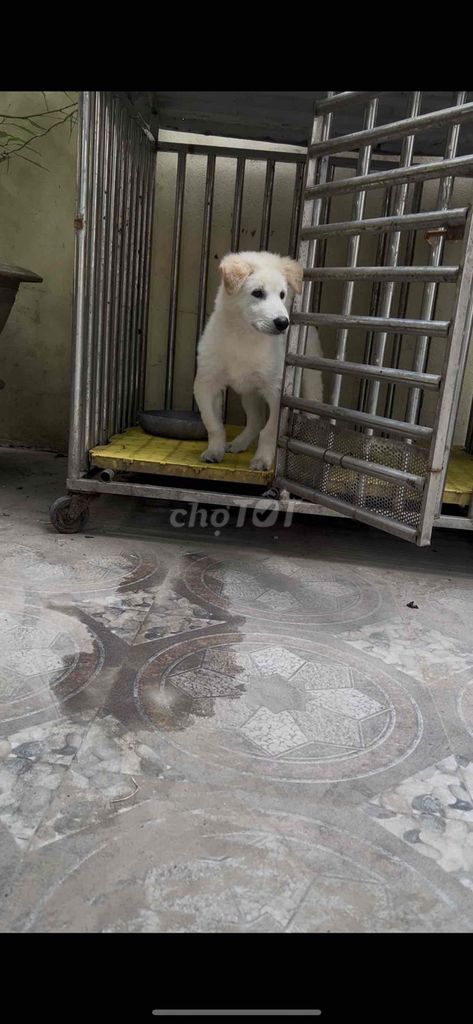 Chó con màu Trắng nhanh nhẹn. Mua bán Chó tại Huyện Tiên Du Bắc Ninh được đăng bởi Nguyễn Xuân Thuận hình 1