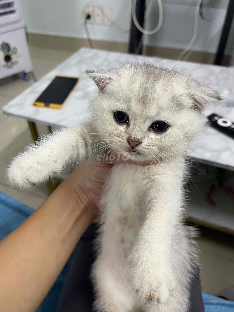 Mèo Scottish Fold Cái Trắng xám đã tiêm phòng. Mua bán Mèo tại Quận Bình Thạnh Tp Hồ Chí Minh được đăng bởi Thiên Quân hình 1