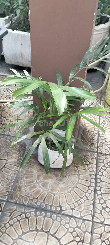 Cây cảnh Cau Vua 30cm 3 cây. Mua bán Cây cảnh, đồ trang trí tại Quận Tân Bình Tp Hồ Chí Minh được đăng bởi Pham Đinh Duyên hình 1