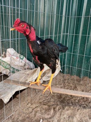 nhà nhiều gà bán bớt ***. Mua bán Gà tại Huyện Chương Mỹ Hà Nội được đăng bởi Đỗ Duy Thanh